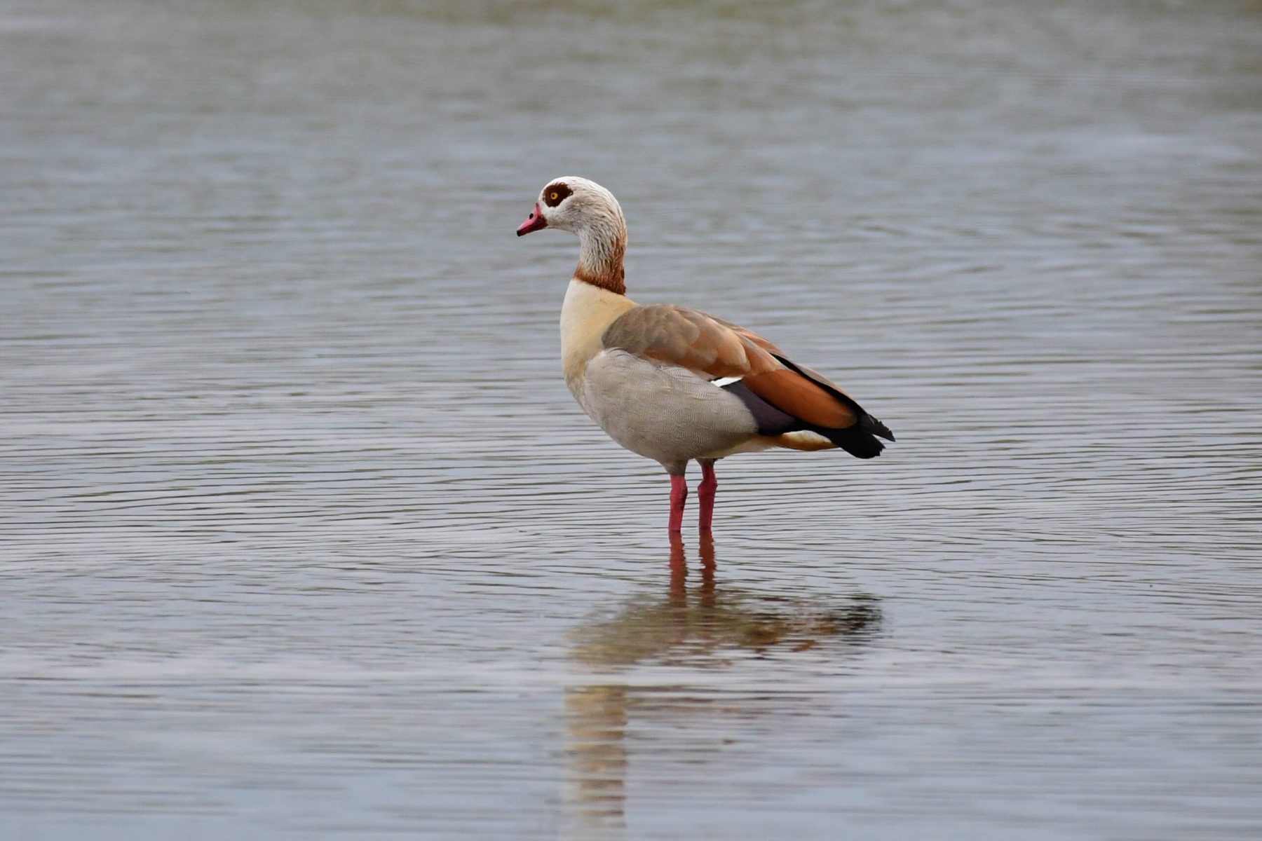 Egyptian Goose, Lound.