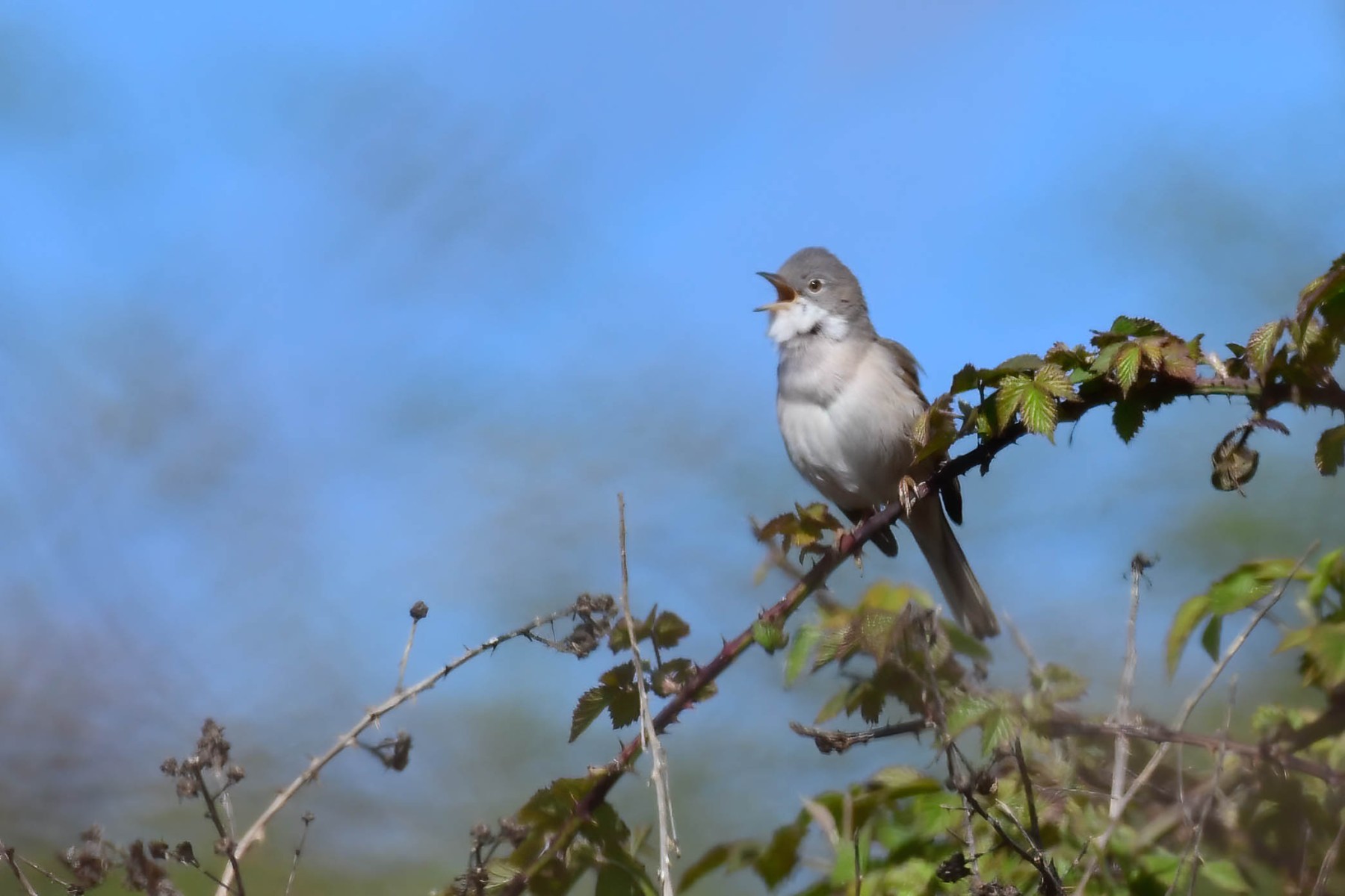 Greater Whitethroat, South Anston.