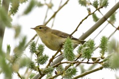 Willow Warbler, South Anston.