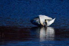 Mute Swan (Y539), Potteric Carr.