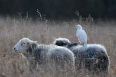 Cattle Egret, Alan's Field, Lound.