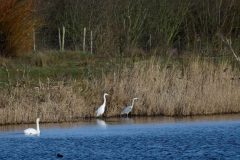 Great White Egret & Heron, Lound.
