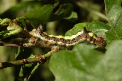 Figure13 Grey Dagger larva, Yorkshire Arboretum.