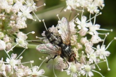 Figure14 Parasitic fly, Sturmia bella, Yorkshire Arboretum.