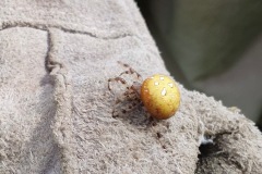 Figure15. Four- spotted orb web spider, Yorkshire Arboretum.