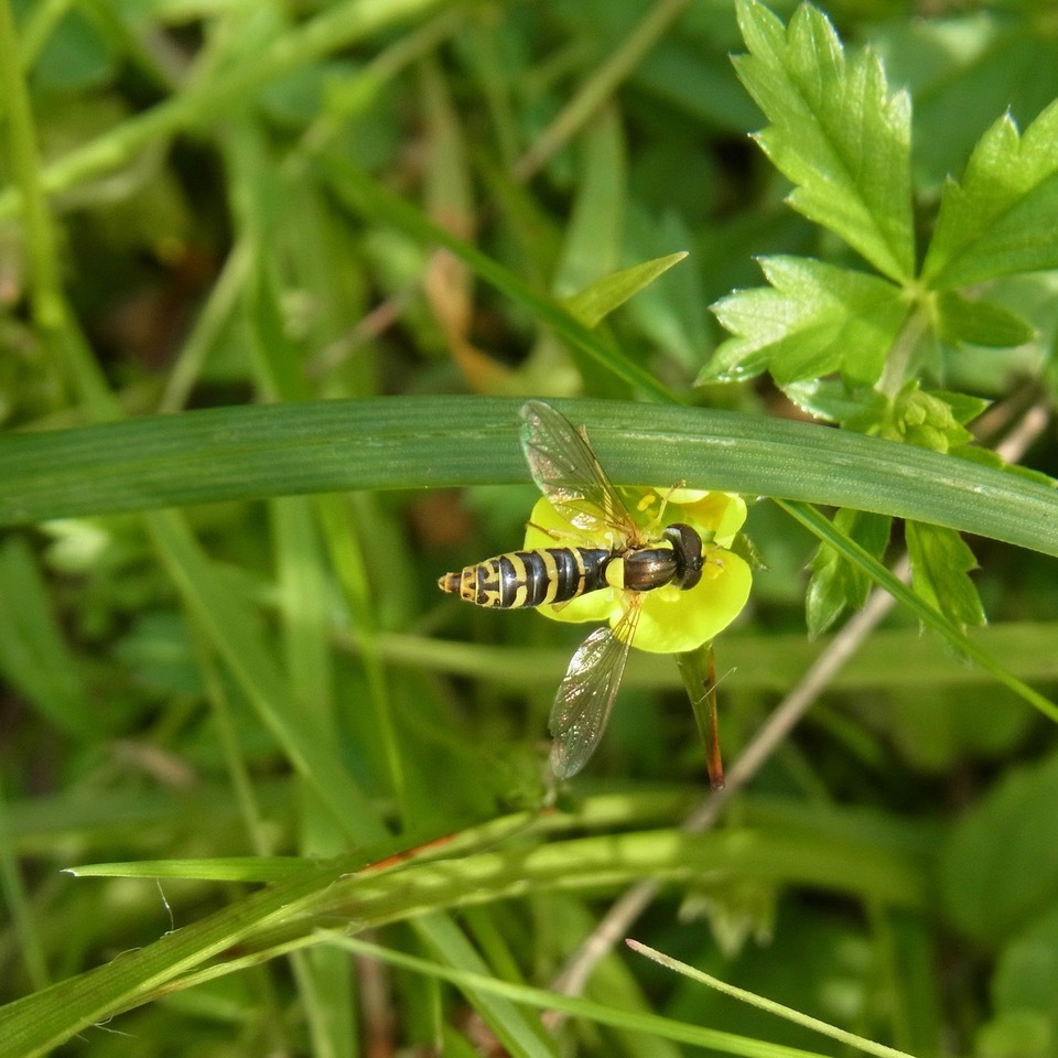 Female hoverfly Sphaerophoria sp., Yorkshire Arboretum.