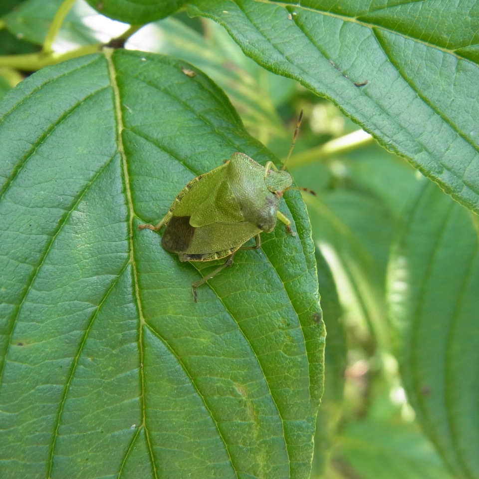 Green Shield bug - Palomena prasina, Yorkshire Arboretum.