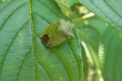 Green Shield bug - Palomena prasina, Yorkshire Arboretum.