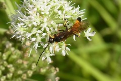 Ichneumon fly, Yorkshire Arboretum.
