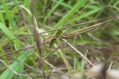 Meadow grasshopper.
