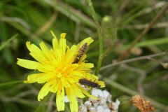 Hoverfly genus Sphaerophoria (f) and Beetle Oedemera lurida