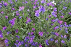 Figure 4 Vipers bugloss close up