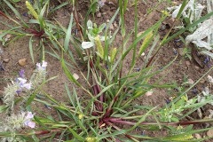 Figure 5.Cultivated grass