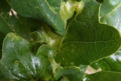 Andricus curvator. Plant gall on oak leaves, Finningley Churchyard.