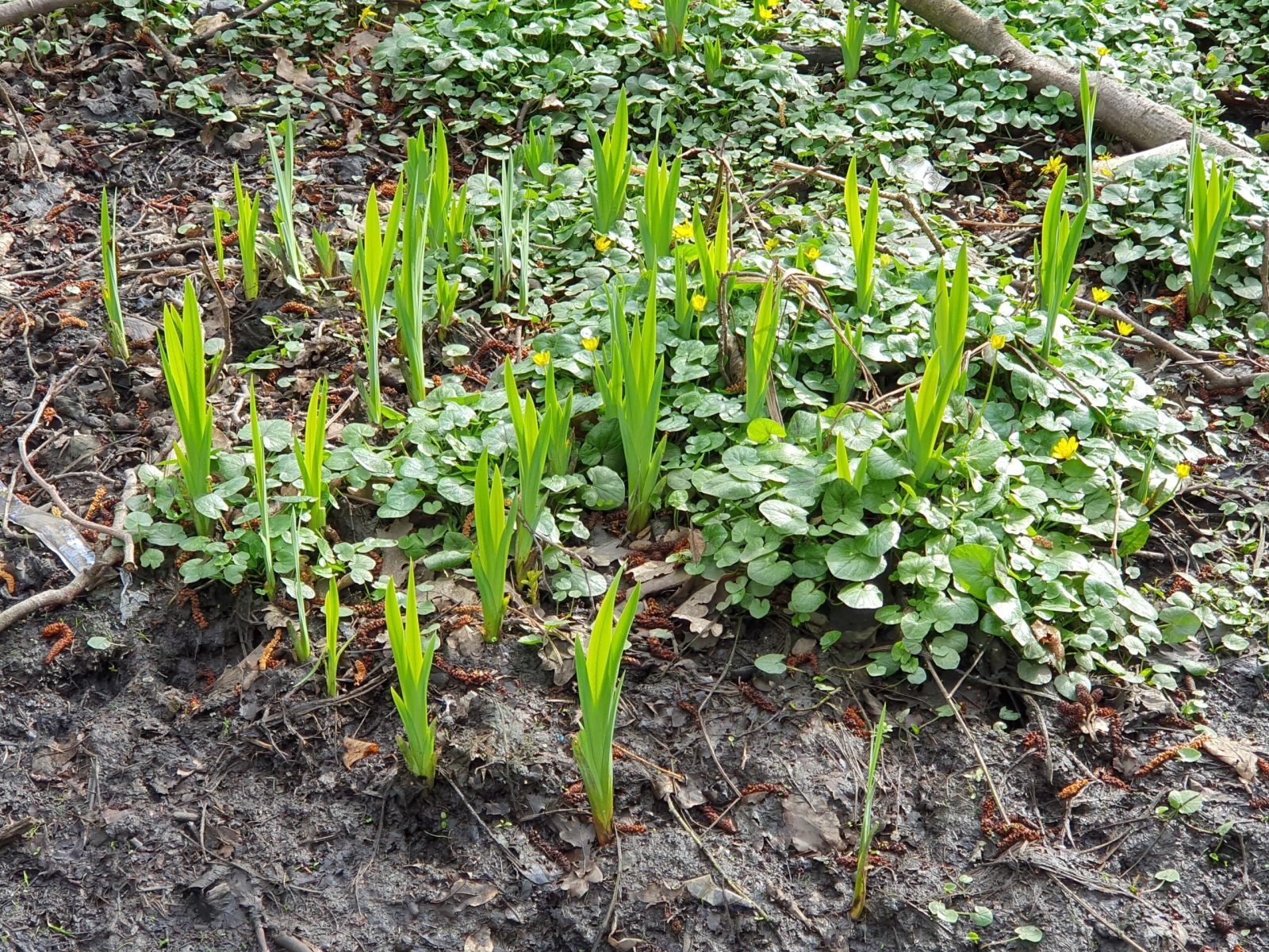 flag irises and cellandines, Park Wood.
