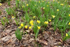 daffodils, Park Wood. Photo by Nora Boyle