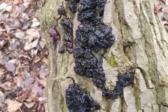 witches butter, Park Wood.