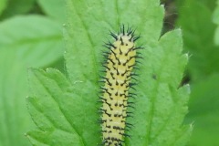 Unidentified larvae, Sykehouse Meadows.