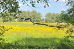 field of buttercups, Sykehouse Meadows.