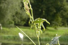 Figure 10. Sawfly larva on willow, Yorkshire Arboretum.