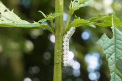 Figure12. Figwort sawfly larva, Yorkshire Arboretum.