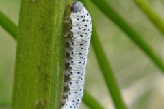 Figure12. Figwort sawfly larva, Yorkshire Arboretum.