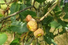 Figure 7. Acorns on Quercus x kewensis, Yorkshire Arboretum.