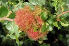 IST. Fully developed gall