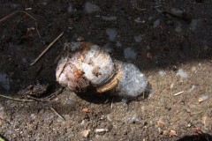Foaming snail, Finningley Churchyard.