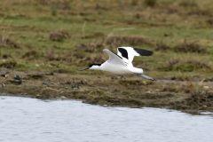 Avocet - Recurvirostra avosetta, RSPB Adwick Washlands.