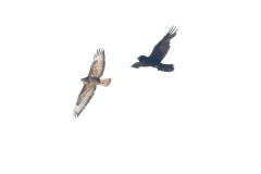 Raven (Corvus corax) chasing away a buzzard (Buteo buteo) from its territory.
