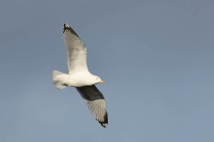 Herring Gull - Larus argentatus, YWT Potteric Carr.