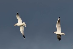 Herring Gull - Larus argenteus being chased by Black-headed gull, YWT Potteric Carr. 