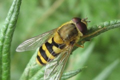 Hoverfly at Adwick Washlands