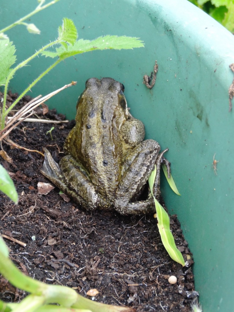 Common Frog (Rana temporaria), Intake, Doncaster.