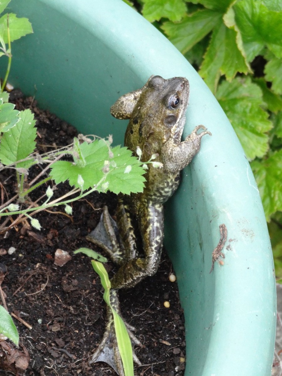 Common Frog (Rana temporaria), Intake, Doncaster.