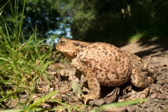 Common Toad (Bufo bufo), Clumber Park.