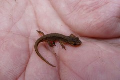 Smooth newt (Lissotriton vulgaris), Wentworth.
