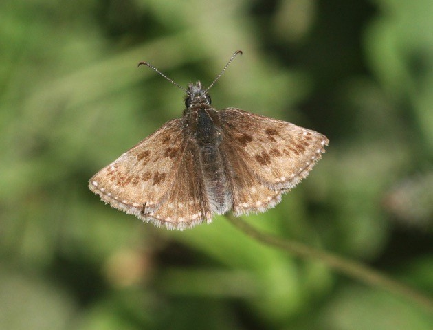 Dingy Skipper - Erynnis tages, Anston Stones Wood