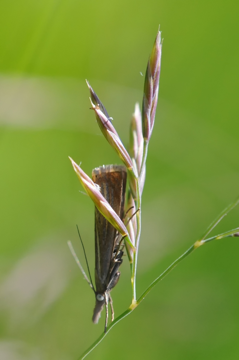 Grass moth (Crambidae), Anston Stones.