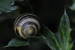Snail Cepaea hortensis, Anston Stones