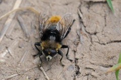 Bumble Bee mimic - Merodon equestris, Anston Stones