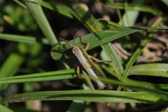 Meadow Grasshopper - Chorthippus parallelus, Anston Stones