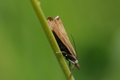 Grass moth (Crambidae), Anston Stones.