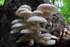 Branched Oyster Mushroom - Pleurotus cornucopiae