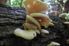 Branched Oyster Mushroom - Pleurotus cornucopiae