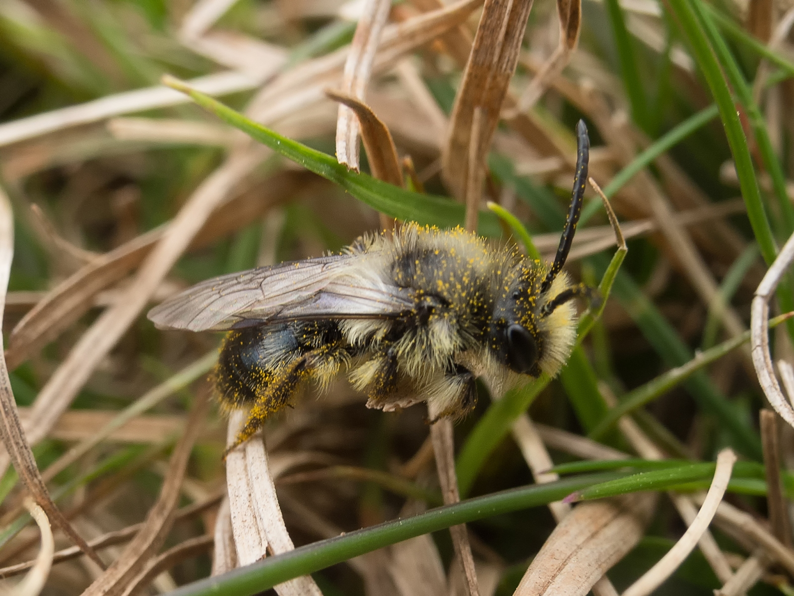 Ashy Mining-bee - Andrena cineraria, Lindrick Golf Course