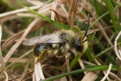 Ashy Mining-bee - Andrena cineraria, Lindrick Golf Course