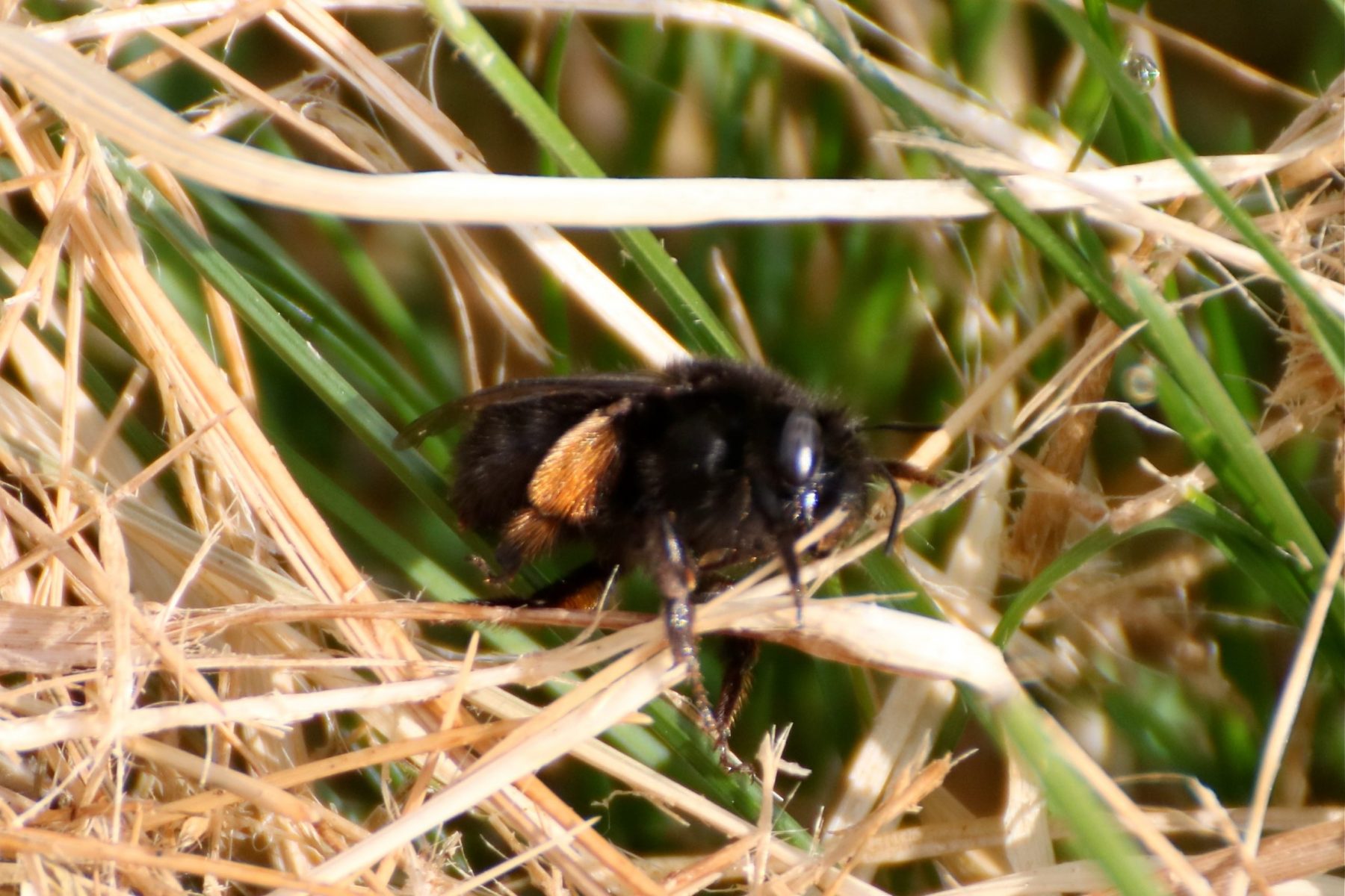 Anthophora plumipes - Hairy-footed Flower Bee, Brockadale