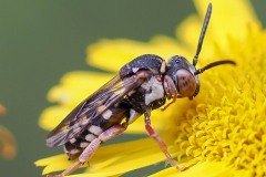 Epeolus-spp - Variegated Cuckoo Bees, Thorne Moor